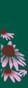 Banner Design 20256 "Cone Flowers"